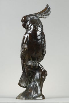 Cockatoo