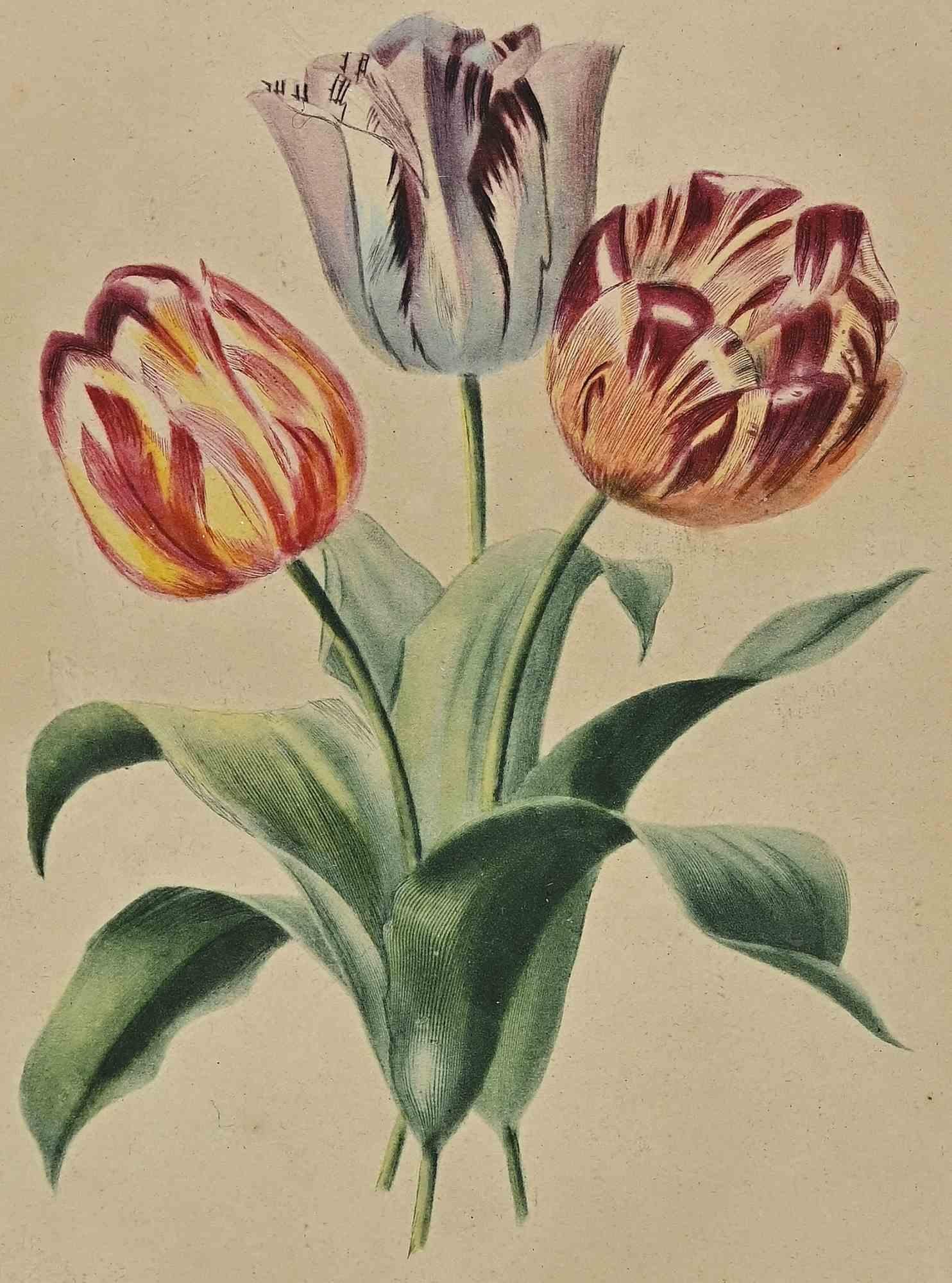 Tulips is a modern artwork realized by Edouard Maubert in 19th Century.

Hand colored etching.

Includes frame.

Good conditions (yellowing of paper).