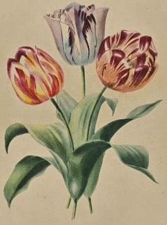 Tulipanes - Grabado por  Edouard Maubert - Siglo XIX