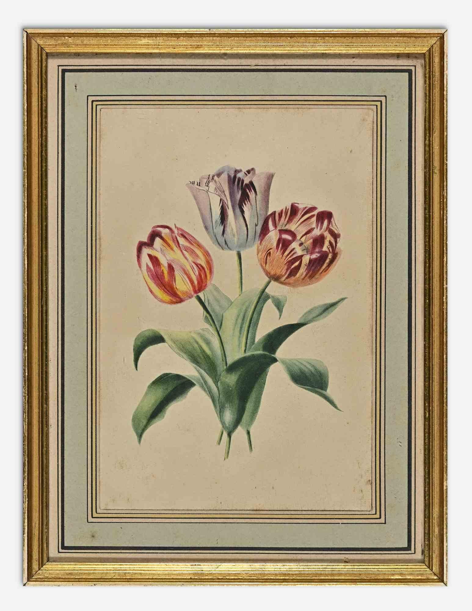 Die Tulpe ist ein modernes Kunstwerk von Edouard Maubert aus dem 19. Jahrhundert.

Handkolorierte Radierung.

Einschließlich Rahmen.

Guter Zustand (Vergilbung des Papiers).