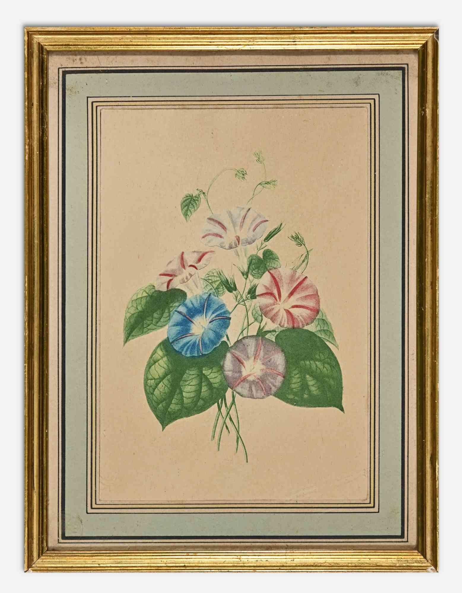 Die rosa und blauen Blumen sind ein modernes Kunstwerk von Edouard Maubert aus dem 19. Jahrhundert.

Handkolorierte Radierung.

Einschließlich Rahmen.

Guter Zustand (Vergilbung des Papiers).
