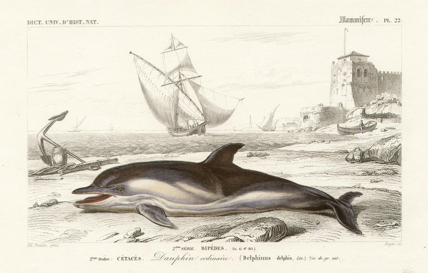 Édouard Traviès  Animal Print - Cetaces - Dauphin ordinaire (Dolphin), French antique engraving