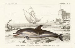 Cetaces - Dauphin ordinaire (Dolphin), French antique engraving