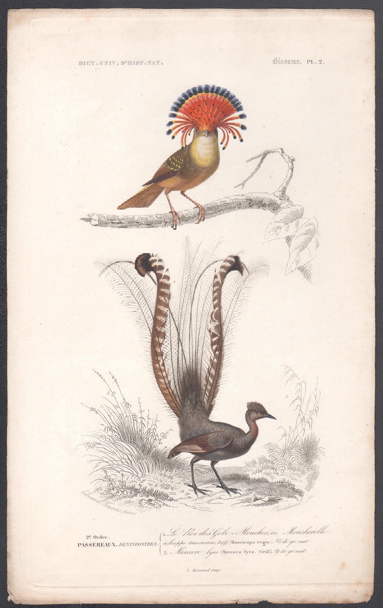 Hoopoe and Lyre Bird, bird engraving with original hand-colouring, 1849 - Print by Édouard Traviès 