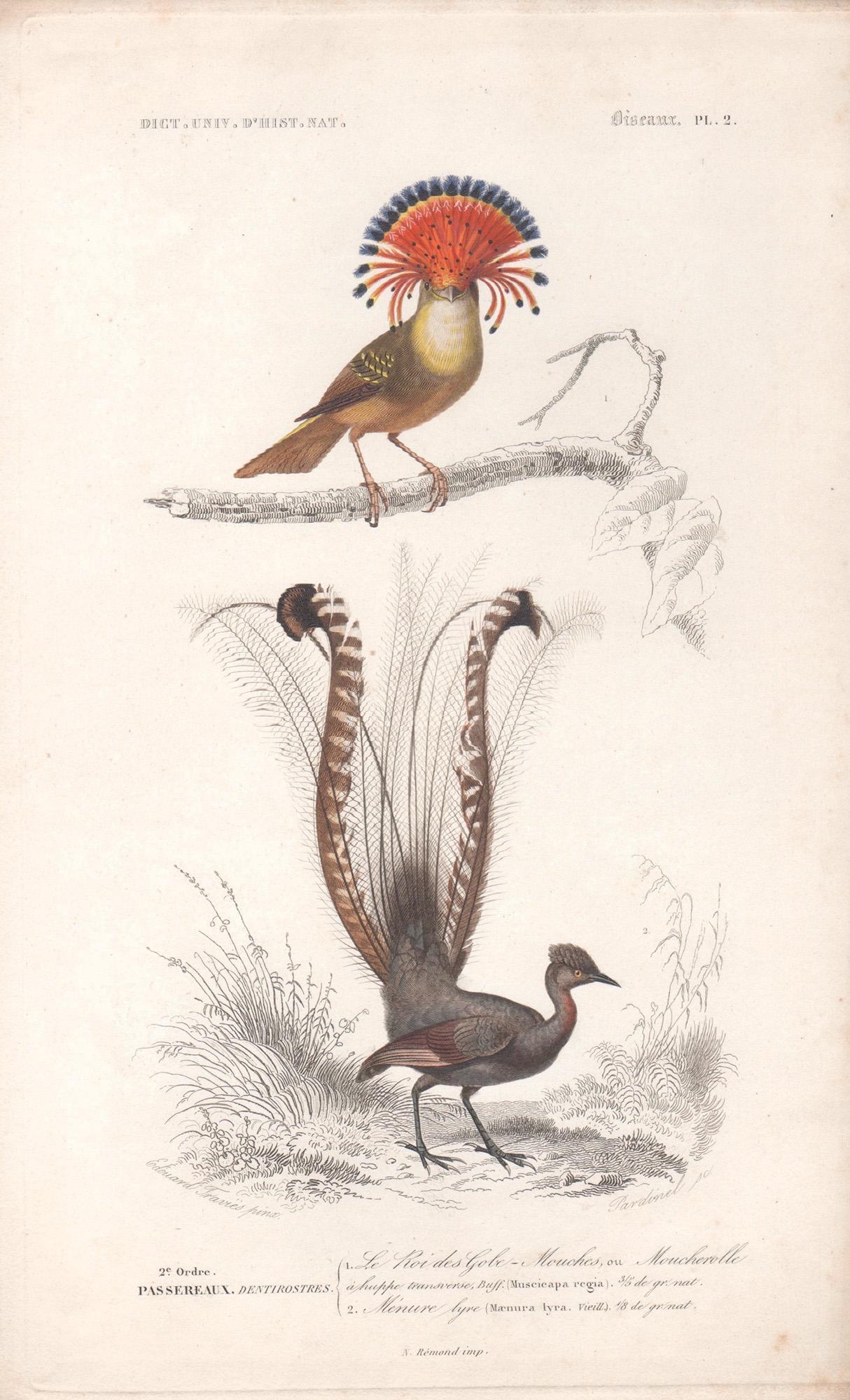 Édouard Traviès  Animal Print – Hoopoe- und Leiervogel, Vogelgravur mit Original-Handkolorierung, 1849