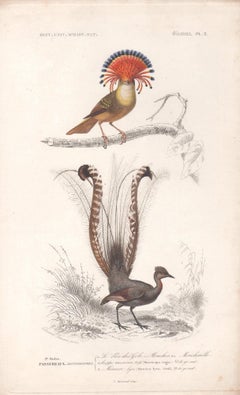Hoopoe and Lyre Bird, gravure d'oiseau avec coloration à la main d'origine, 1849