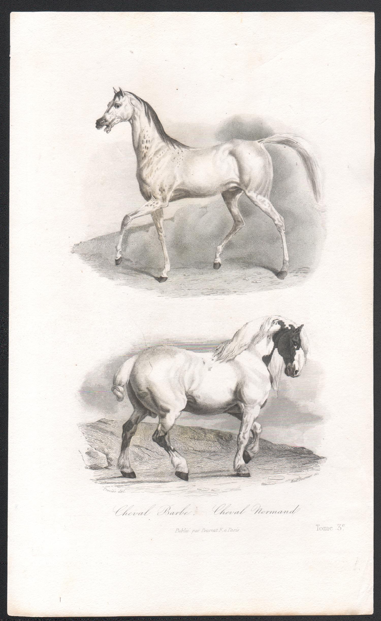 Horses, Antique French 19th century natural history engraving print - Print by Édouard Traviès 