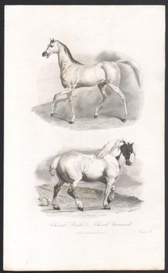 Horses, Antique French 19th century natural history engraving print