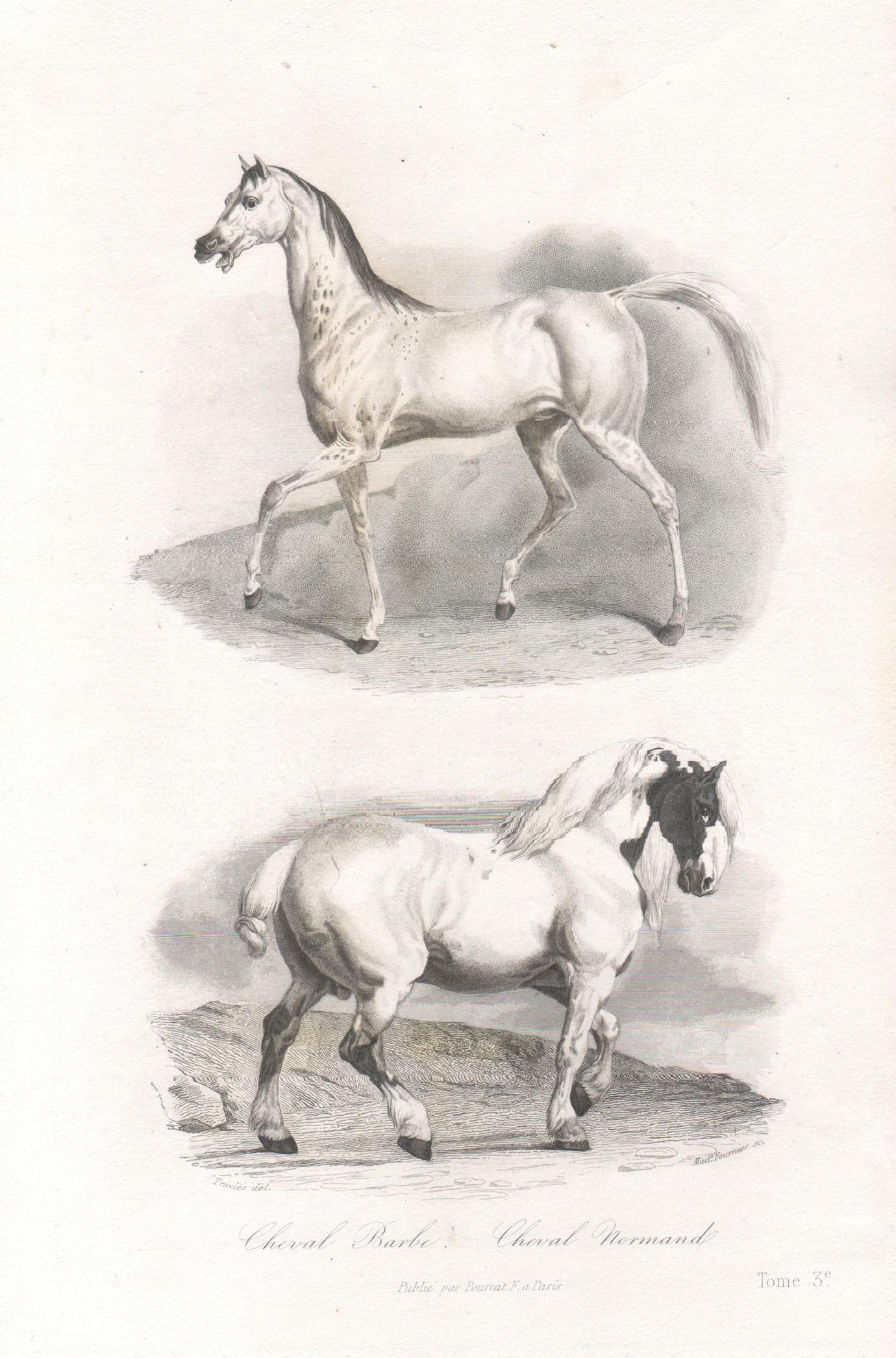 Édouard Traviès  Animal Print - Horses, Antique French 19th century natural history engraving print