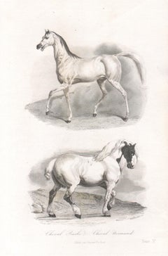 Chevaux, gravure française ancienne d'histoire naturelle du XIXe siècle