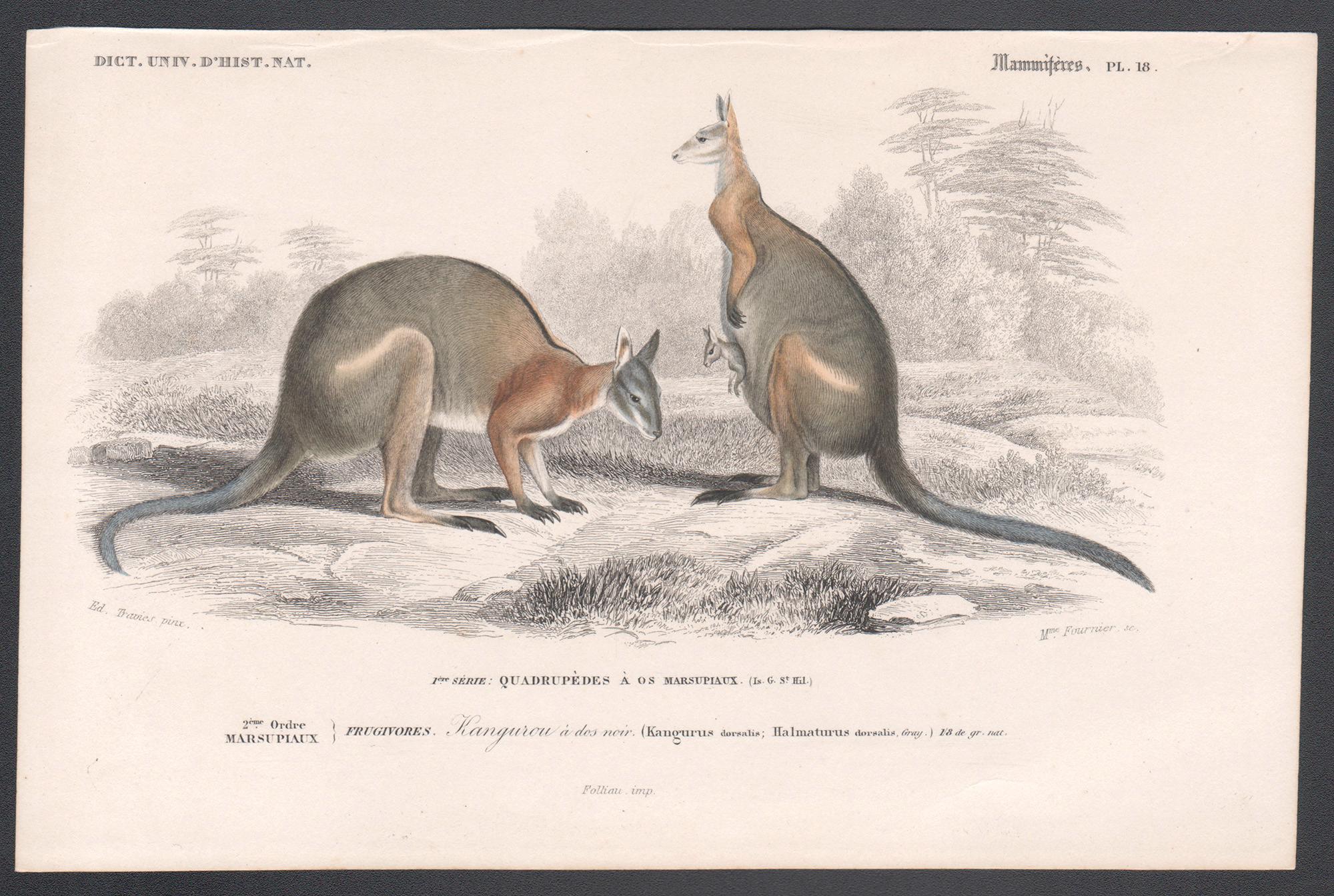 Kangourouos, gravure australienne d'animaux avec coloration originale à la main, 1849 - Print de Édouard Traviès 