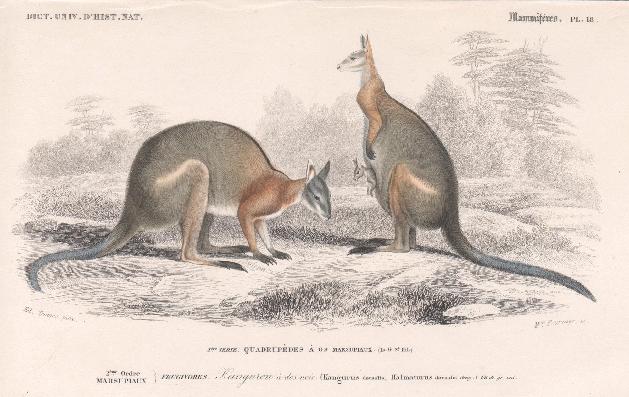 Animal Print Édouard Traviès  - Kangourouos, gravure australienne d'animaux avec coloration originale à la main, 1849