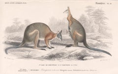 Kangourouos, gravure australienne d'animaux avec coloration originale à la main, 1849
