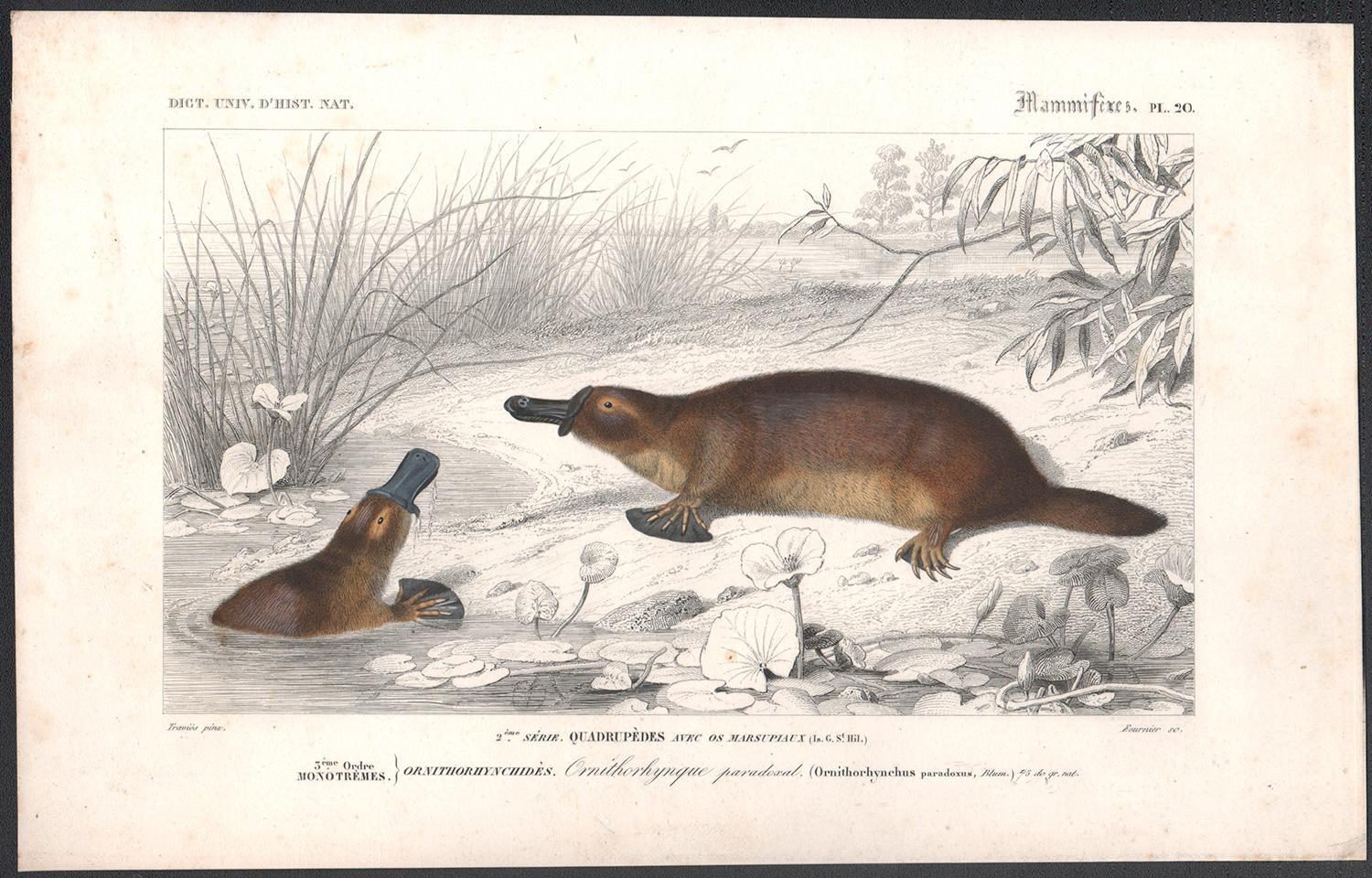 Ornithorhynque paradoxal (Platypus), French antique animal engraving - Print by Édouard Traviès 