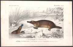 Ornithorhynque paradoxal (Platypus), French antique animal engraving