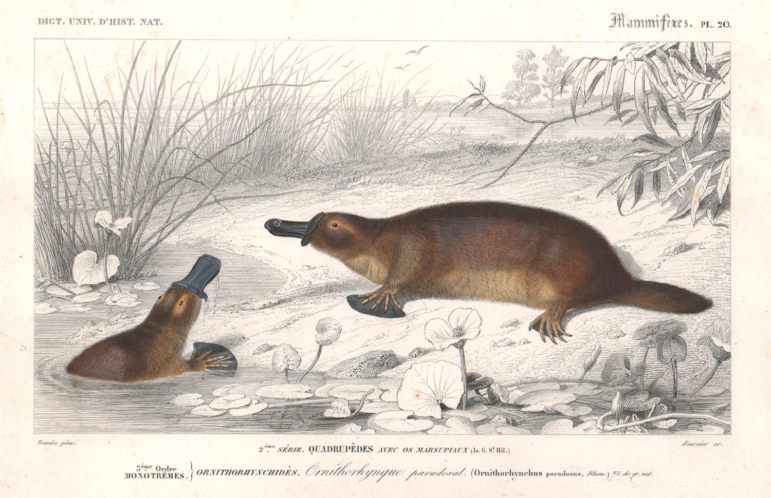 Édouard Traviès  Animal Print - Ornithorhynque paradoxal (Platypus), French antique animal engraving