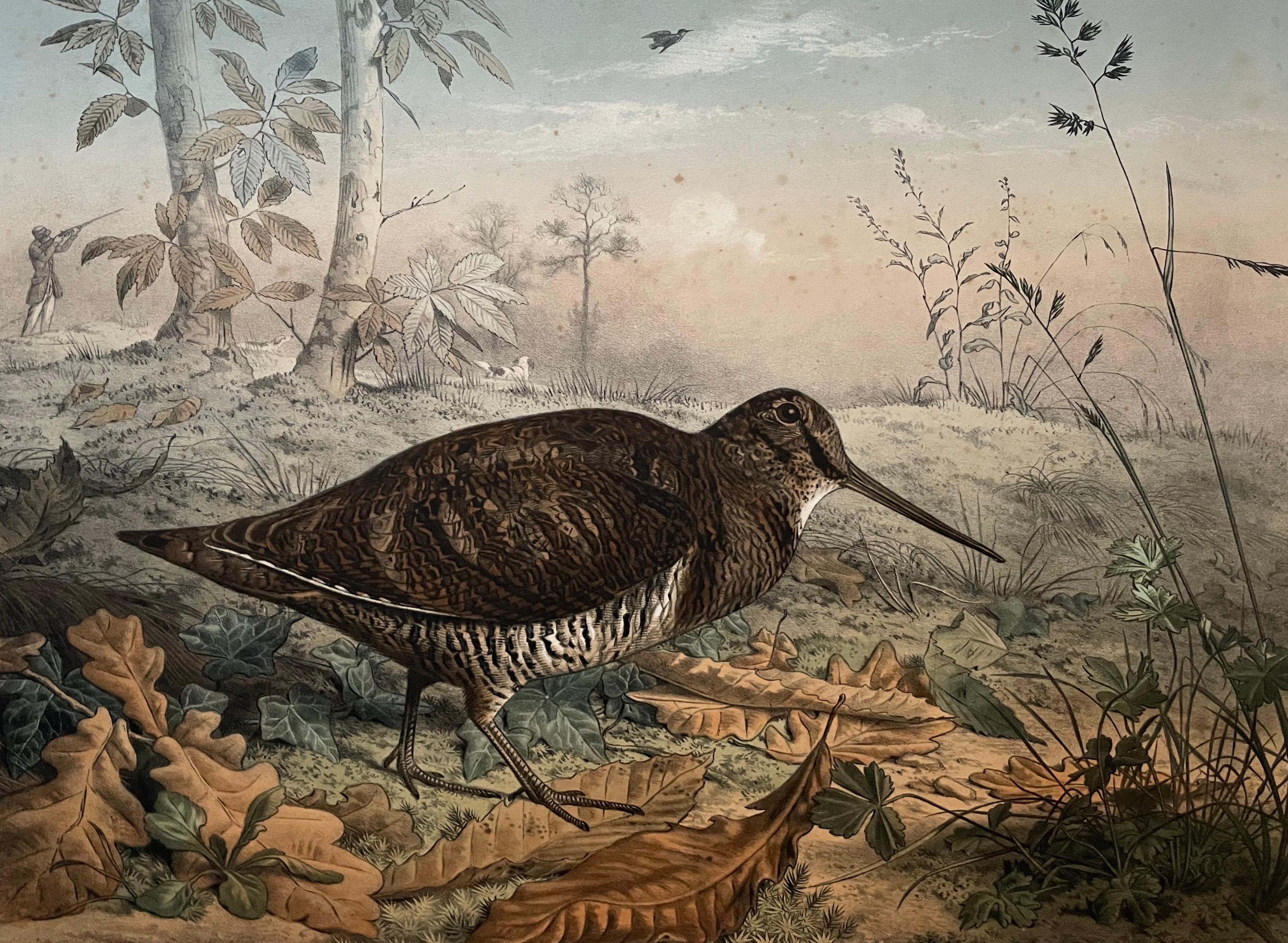 The Woodcock And The Grey Partridge, Two Lithographs By Edouard Traviès - Brown Animal Print by Édouard Traviès 