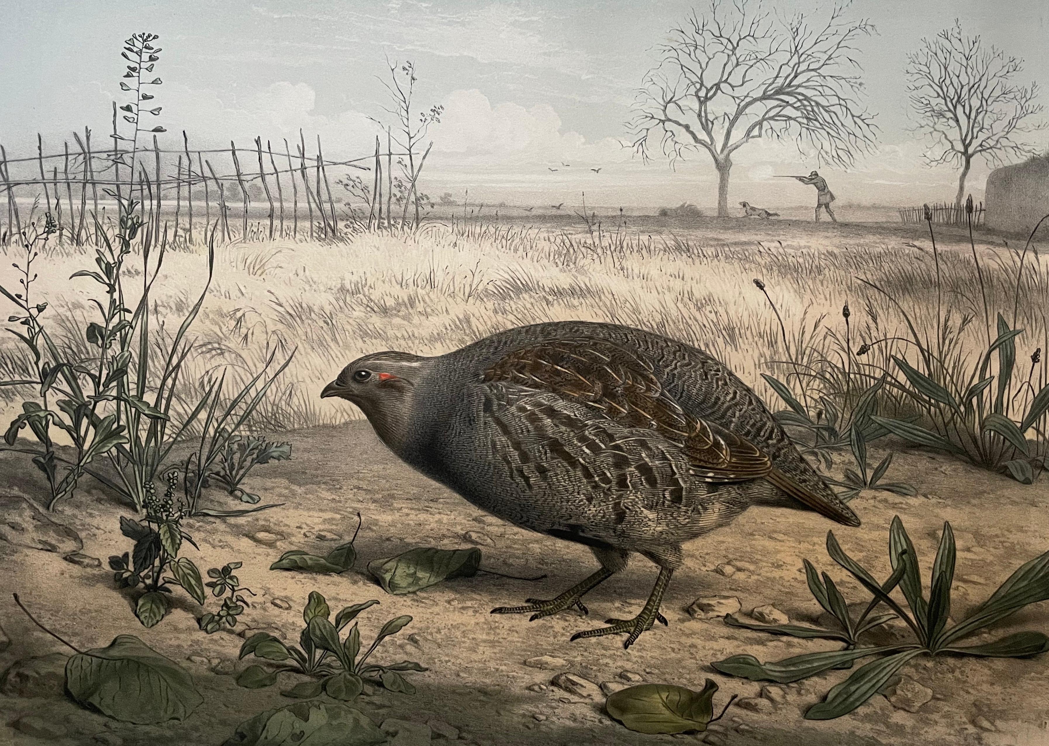 The Woodcock And The Grey Partridge, Two Lithographs By Edouard Traviès 4