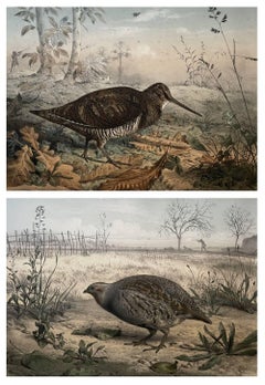 The Woodcock And The Grey Partridge, Two Lithographs By Edouard Traviès