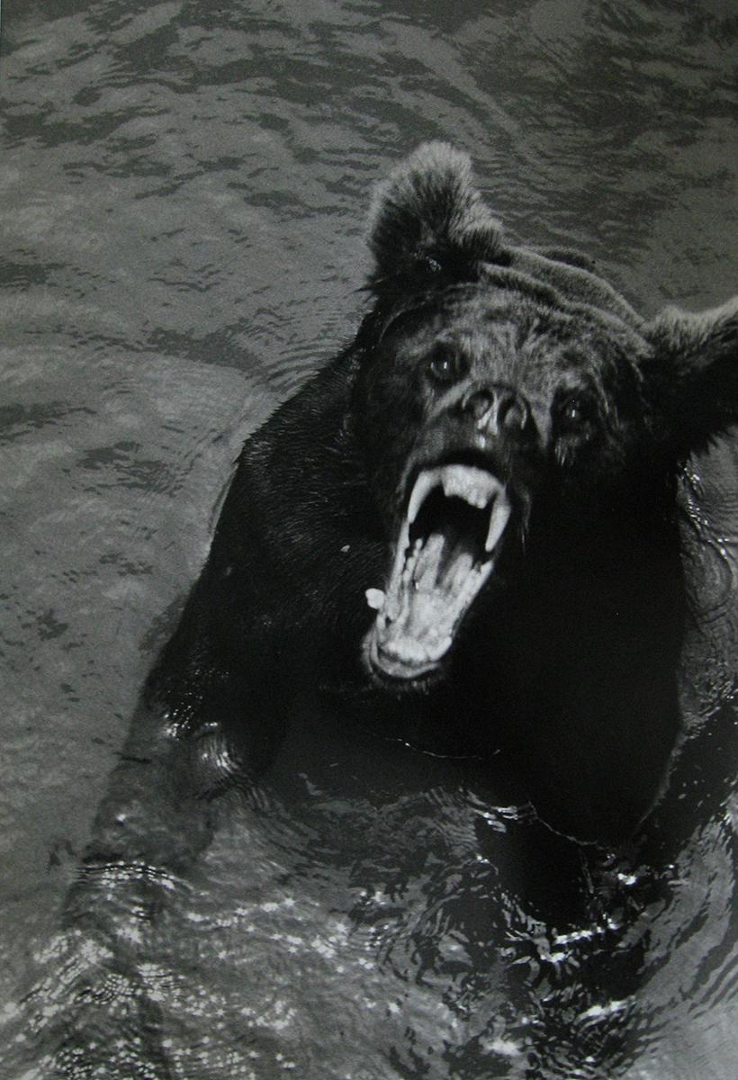 Black and White Photograph Eduardo Muñoz - Sans titre, de la série « Every Other Day » de l'essai « Zoo-Logos » - Ours