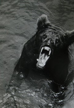 Untitled, From the Series "Every Other Day" From the Essay "Zoo-Logos" - Bear