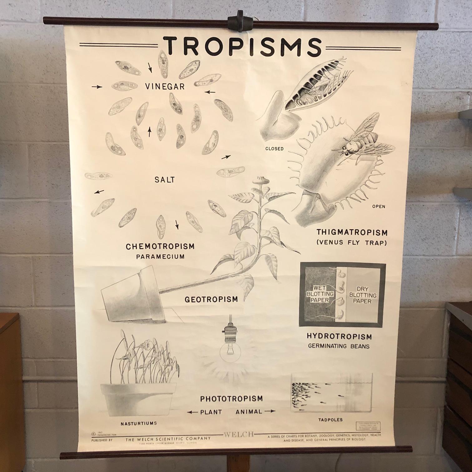 Educational, anatomical, roll-up chart by The Welch Scientific Supply Co. depicting Tropisms - the growth of organisms in response to an environmental stimulus - is printed on fortified paper with canvas backing on maple rods with ring for hanging.