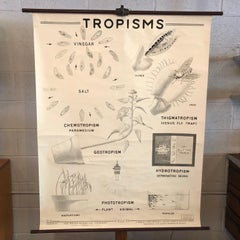 Educational Anatomical Tropisms Biology Chart by The Welch Scientific Company