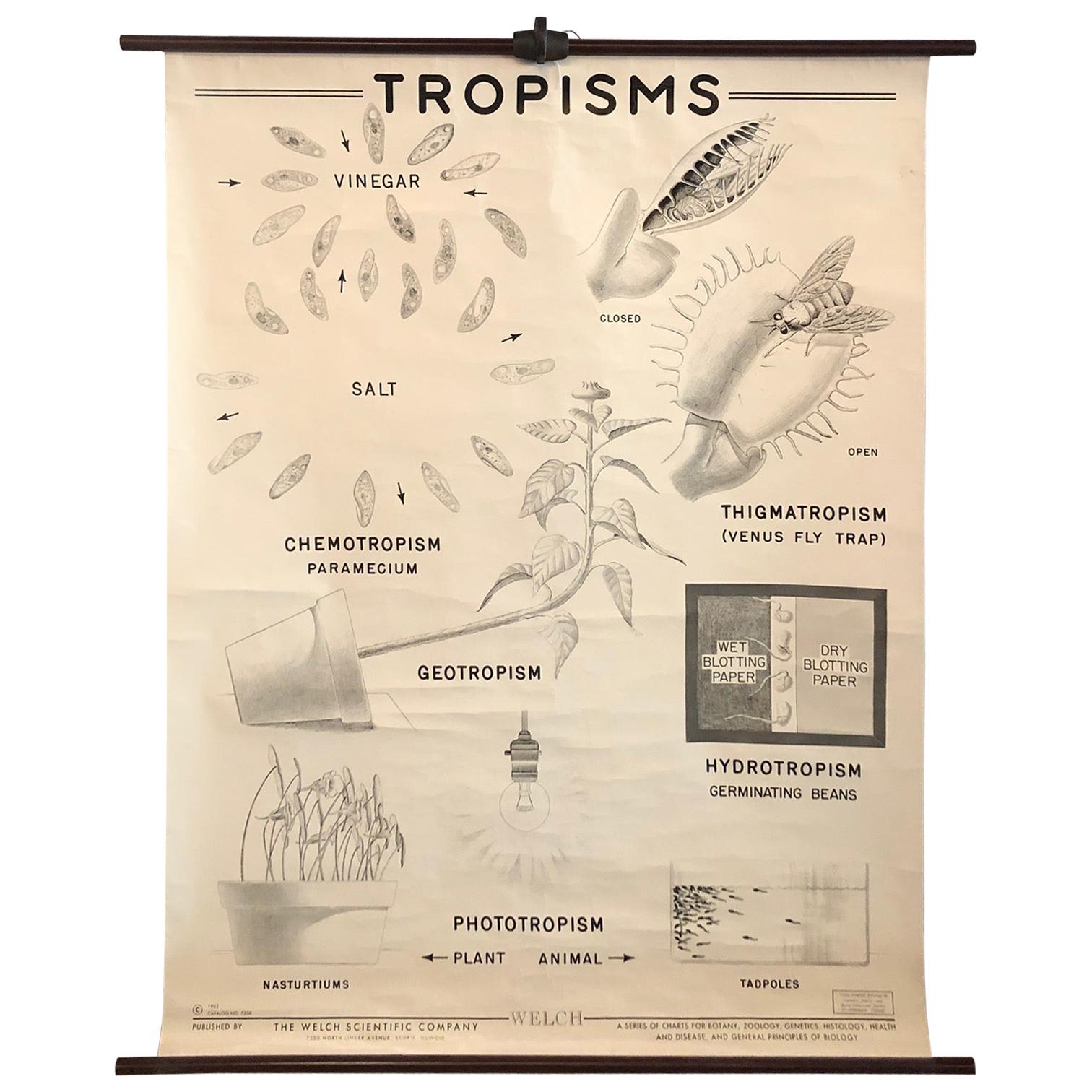 Educational Anatomical Tropisms Biology Chart by The Welch Scientific Company