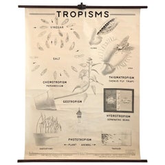 Vintage Educational Anatomical Tropisms Biology Chart by The Welch Scientific Company