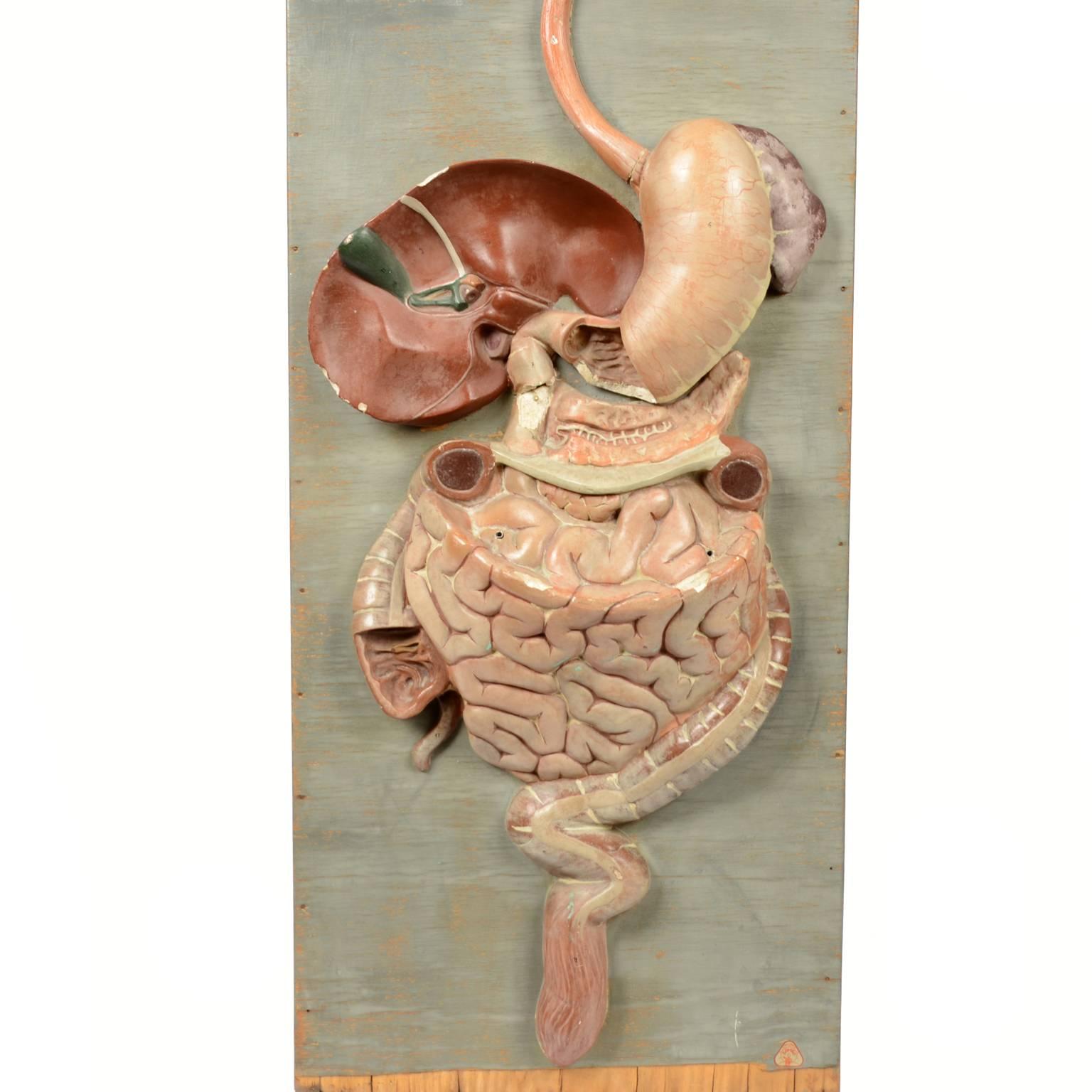 Educational panel depicting the digestive system made of plaster and polychrome papier mâché and mounted on a gray vertical wooden panel. German manufacture of the late nineteenth century. Good condition, some lack. Measures cm 33 x 10 x 94 (H).