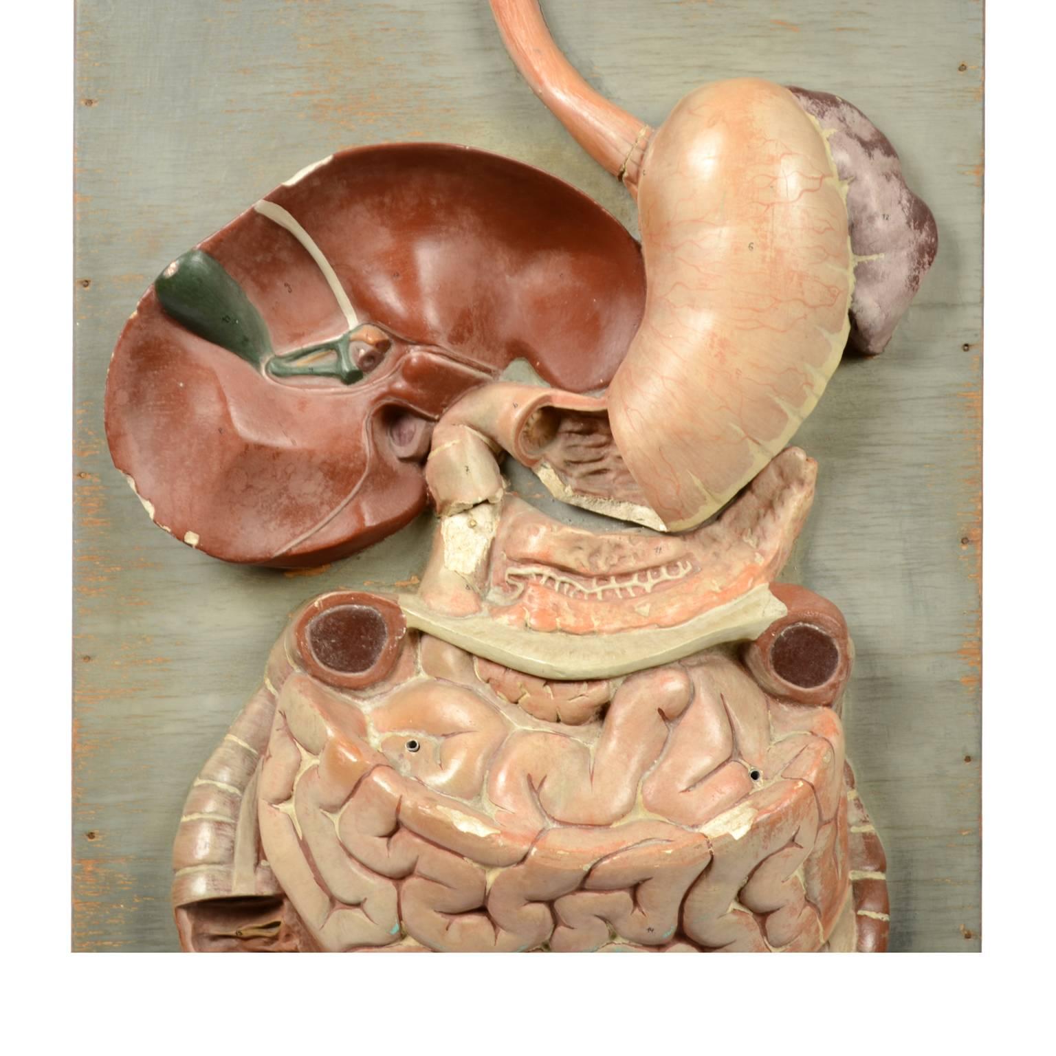 Plaster Educational Biology Model Made in Germany in the Late 19th Century