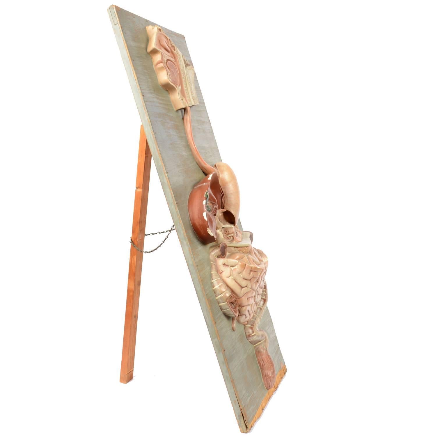 Educational Biology Model Made in Germany in the Late 19th Century 2