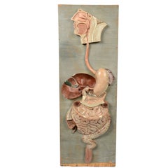 Educational Biology Model Made in Germany in the Late 19th Century