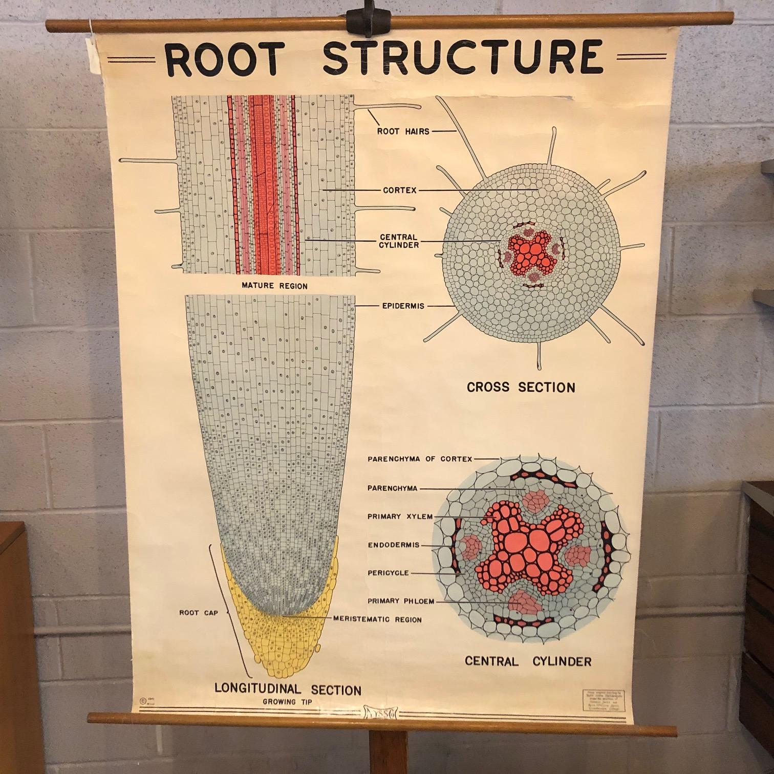 Botanische Lehrtafel von New York Scientific Supply Co. mit der Darstellung der Wurzelhaarstruktur einer Pflanze, gedruckt auf gestärktem Papier mit Leinwandunterlage, Ahornholzstab und Metallring zum Aufhängen.
 