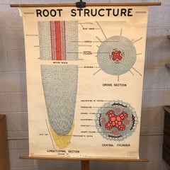 Educational Botanical Root Structure Chart by New York Scientific Supply Co.