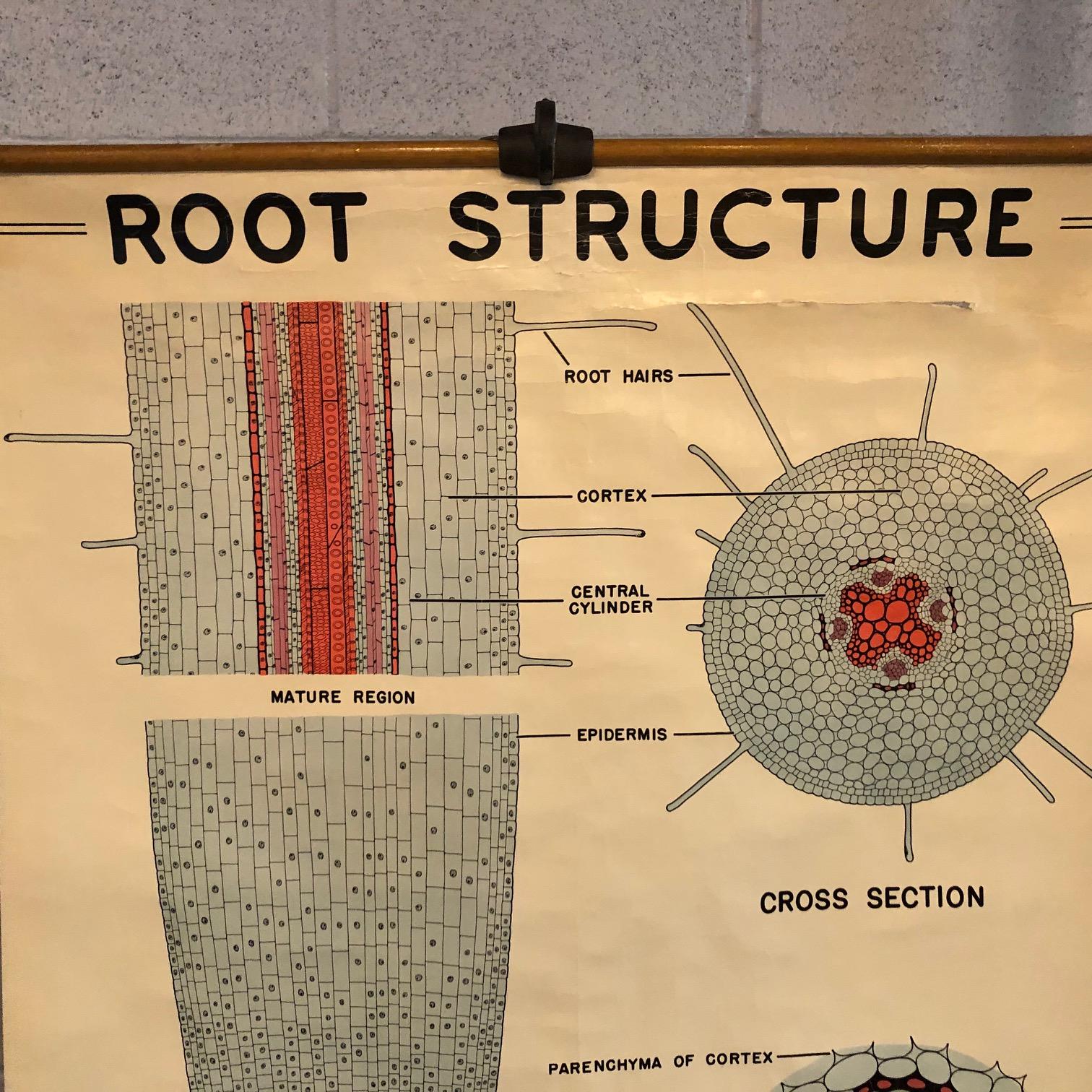 Industriale Grafico didattico della struttura delle radici botaniche di New York Scientific Supply Co. in vendita