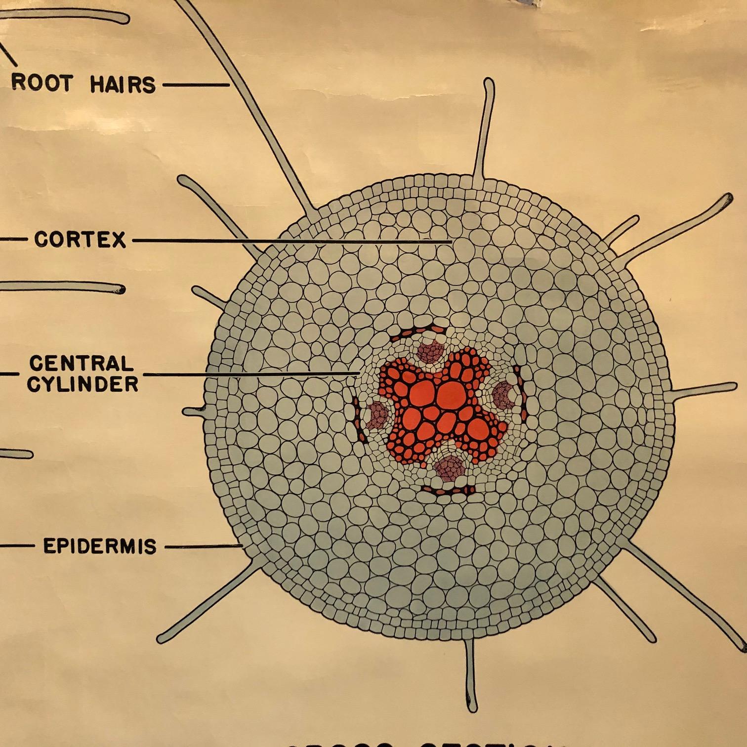 Industrial Educational Botanical Root Structure Chart by New York Scientific Supply Co. For Sale