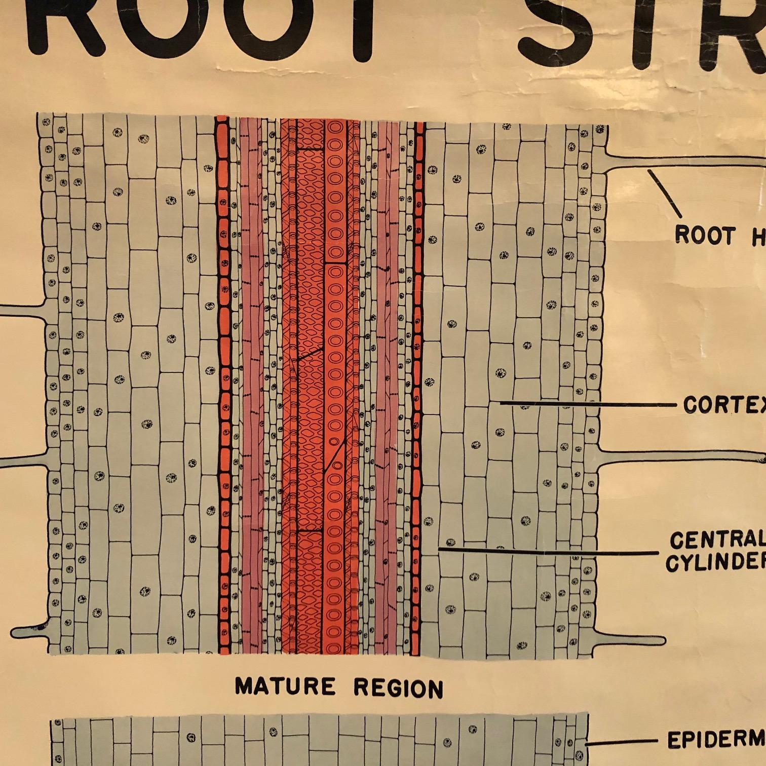 Educational Botanical Root Structure Chart by New York Scientific Supply Co. In Good Condition For Sale In Brooklyn, NY