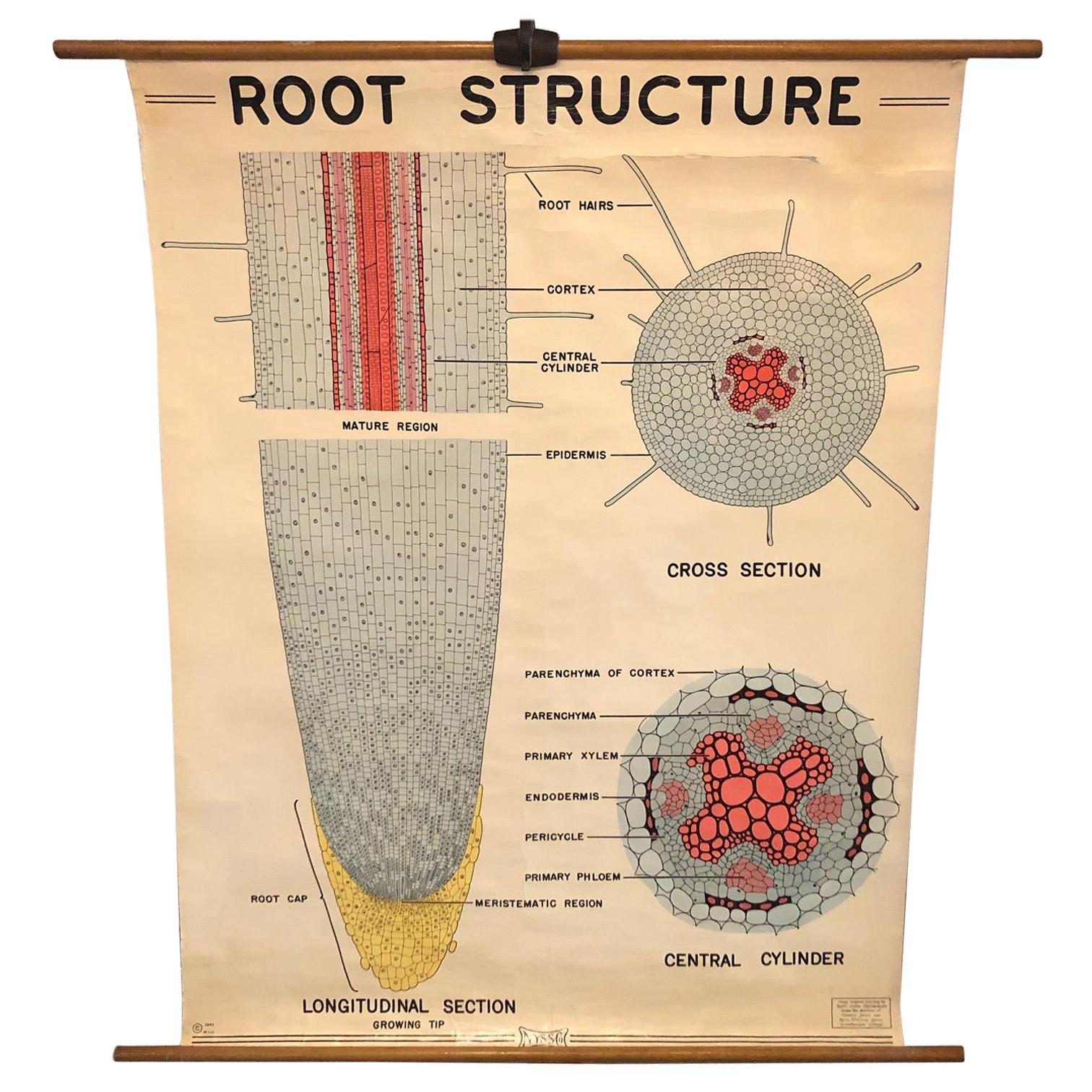 Tableau de la structure de la racine botanique éducative de New York Scientific Supply Co.
