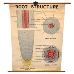 Vintage Educational Botanical Root Structure Chart by New York Scientific Supply Co.