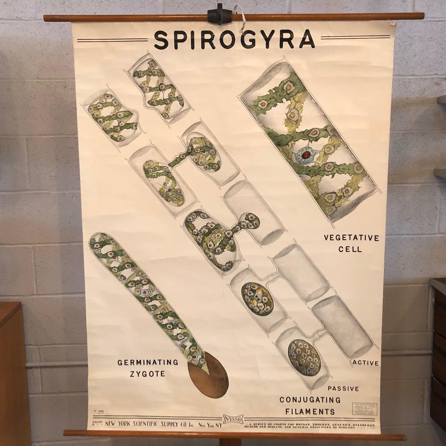 Educational, botanical biology, roll-up, chart depicting Spirogyra water silk algae by New York Scientific Supply Co. is printed on fortified paper with canvas backing with maple wood rod and metal hanging ring.