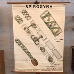 Educational Botanical Spirogyra Biology Chart by New York Scientific Supply Co.