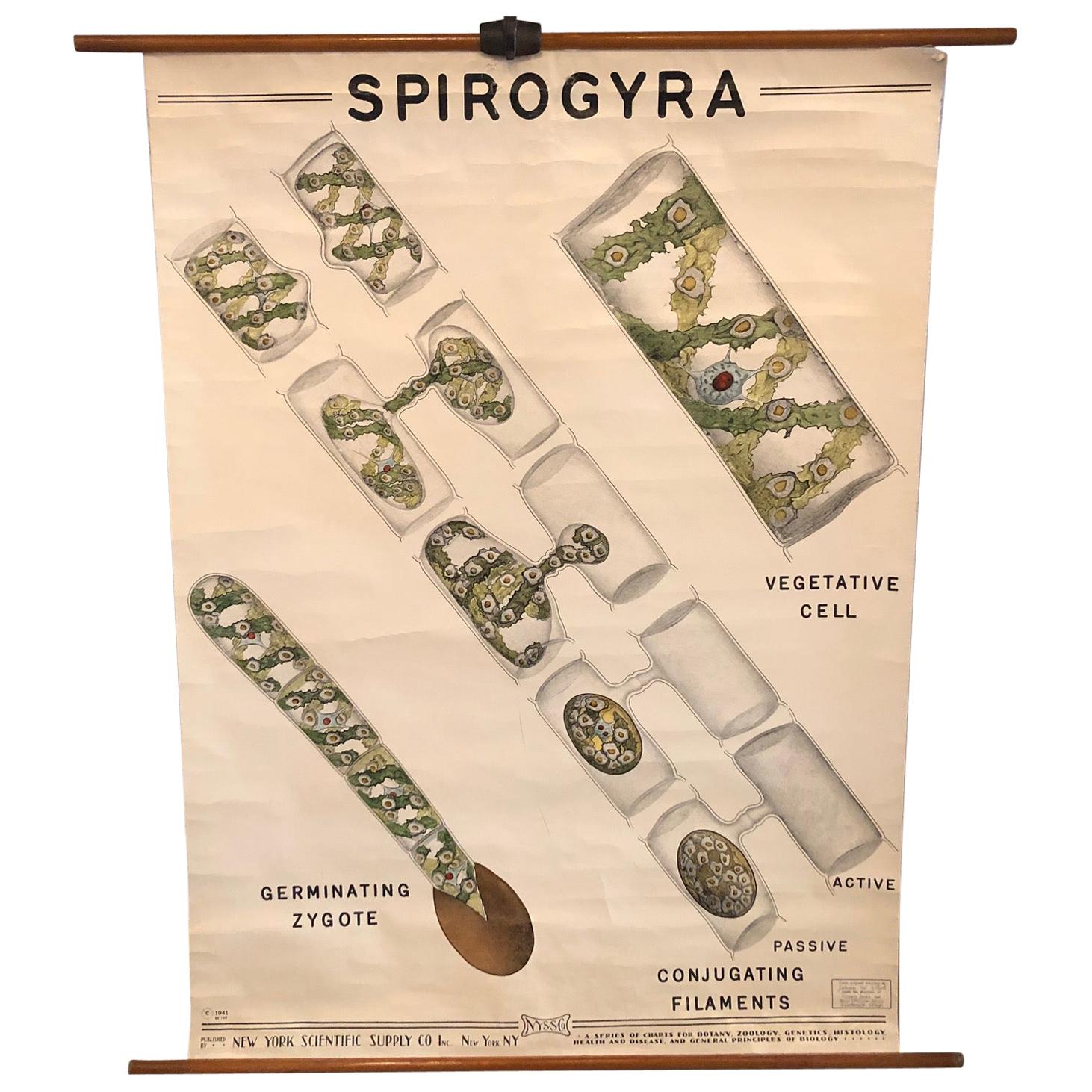 Educational Botanical Spirogyra Biology Chart by New York Scientific Supply Co. For Sale