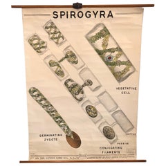 Educational Botanical Spirogyra Biology Chart by New York Scientific Supply Co.