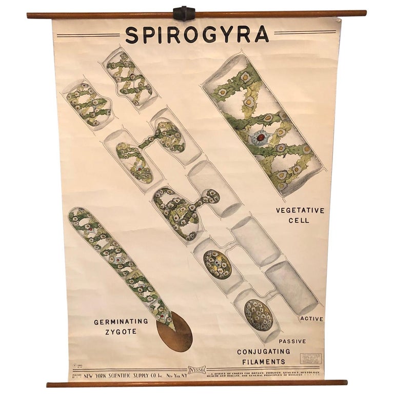 Educational Botanical Spirogyra Biology Chart by New York Scientific