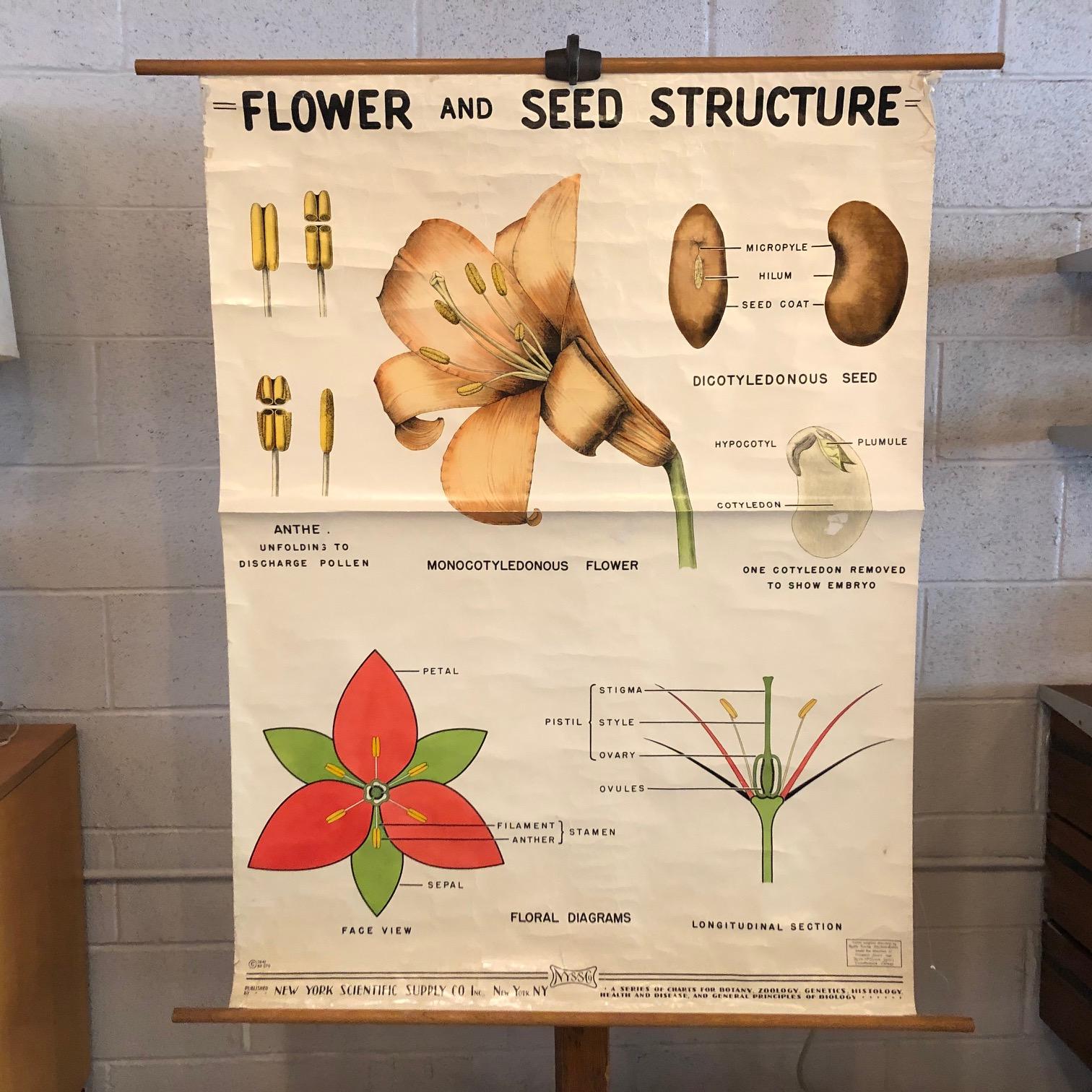 Lehrreiches, botanisches, biologisches, aufrollbares Schaubild von New York Scientific Supply Co. um 1941, das die Struktur von Blumen und Samen zeigt, gedruckt auf gestärktem Papier mit Leinwandunterlage auf einem Ahornstab mit Ring zum