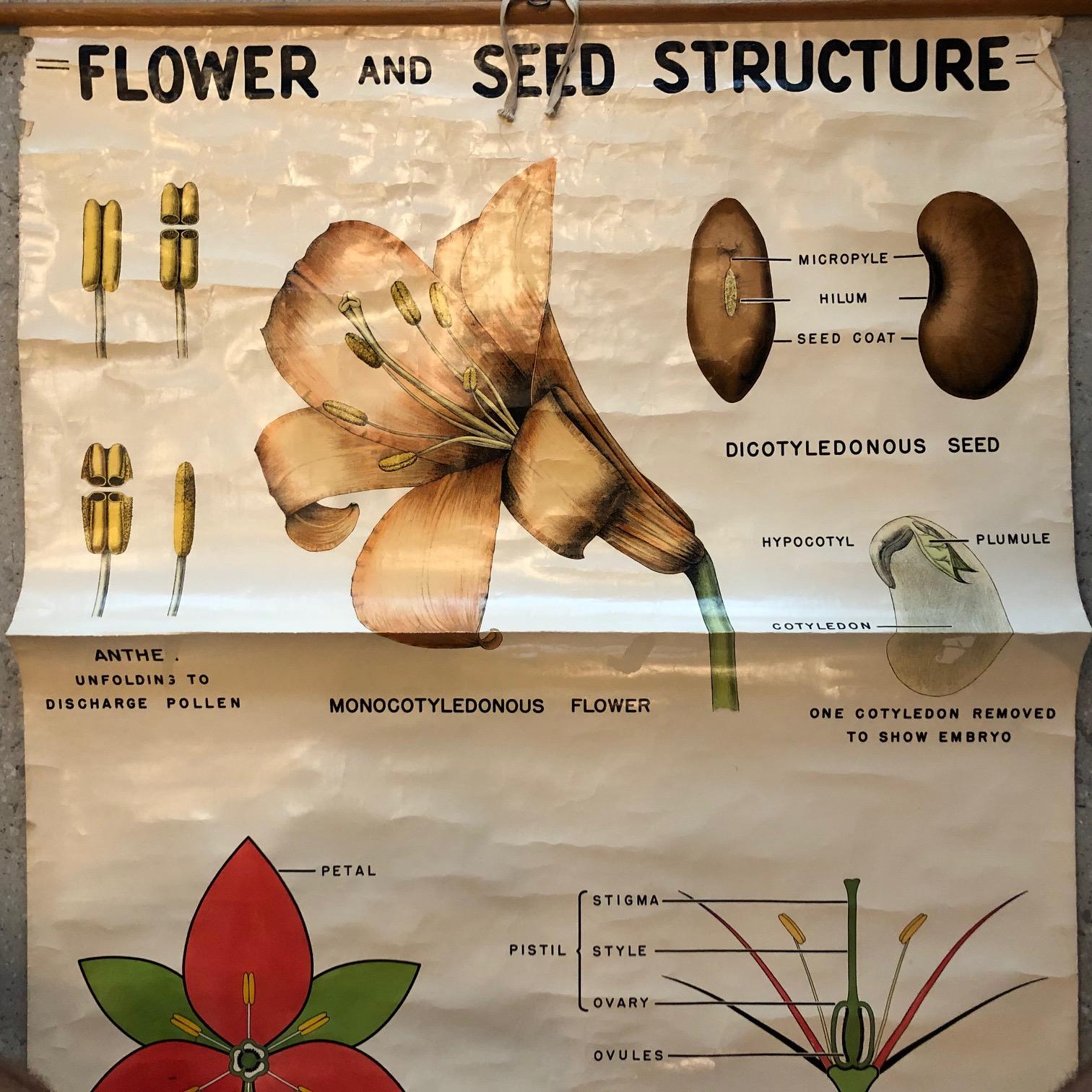Erziehungstafel „Blumen und Saat“ von New York Scientific Supply Co. (Industriell) im Angebot