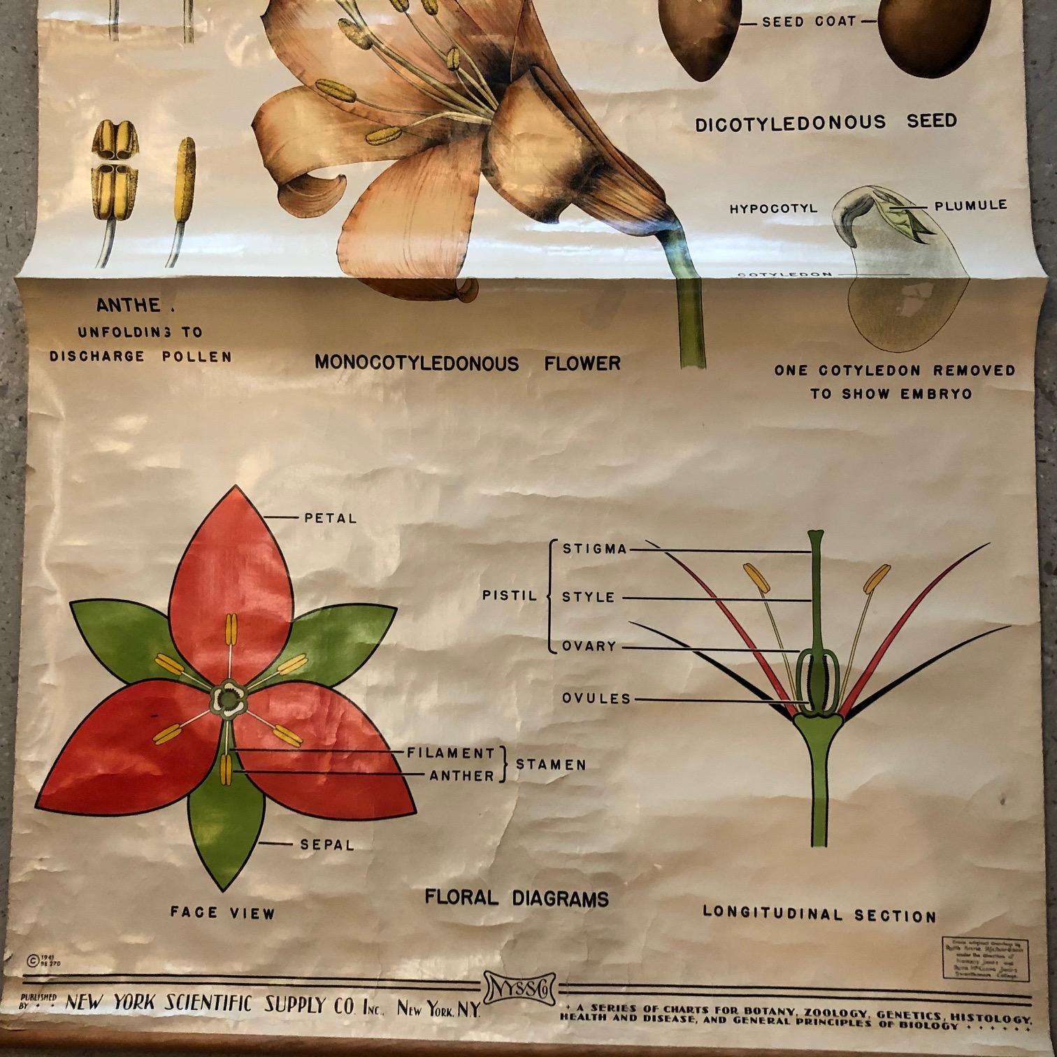 Erziehungstafel „Blumen und Saat“ von New York Scientific Supply Co. (amerikanisch) im Angebot
