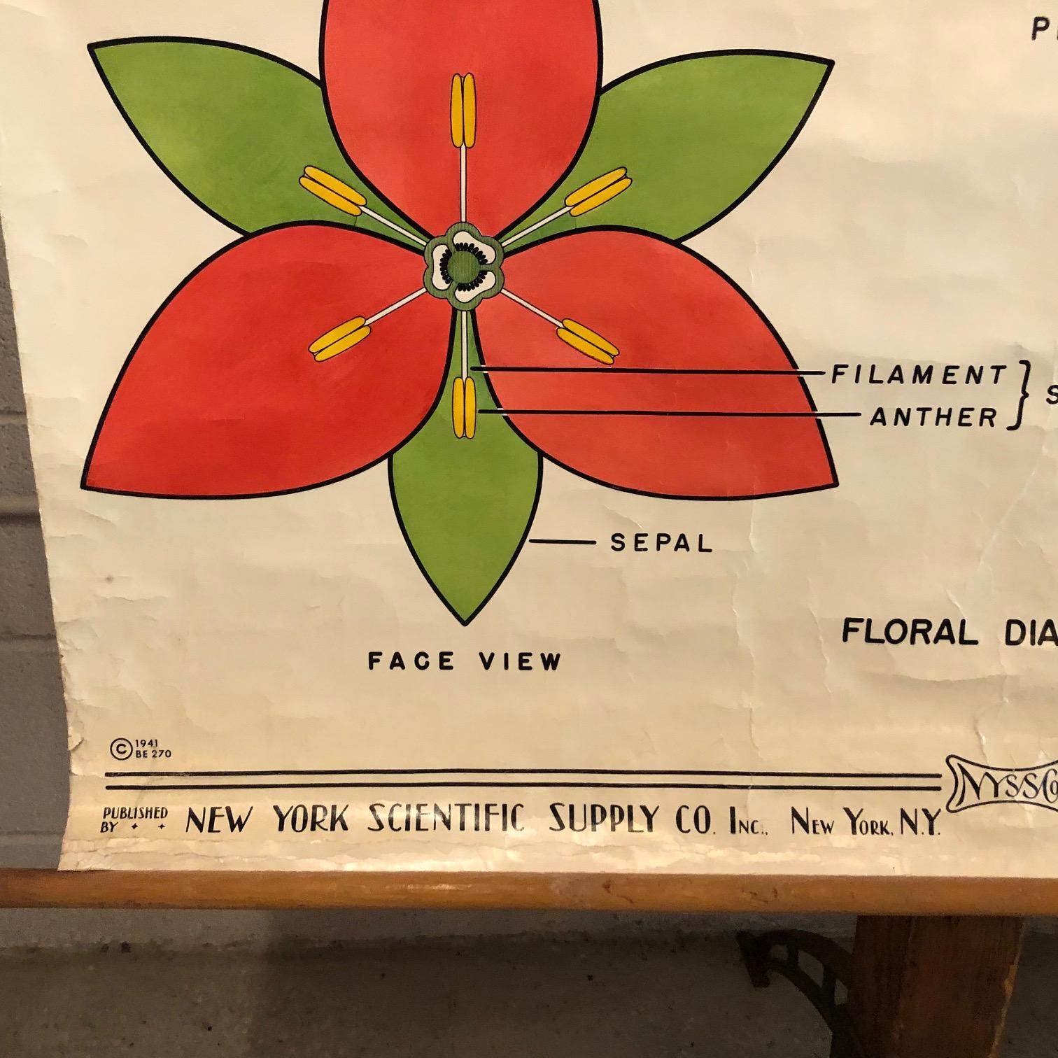 Industrial Educational Flower And Seed Botanical Chart by New York Scientific Supply Co. For Sale
