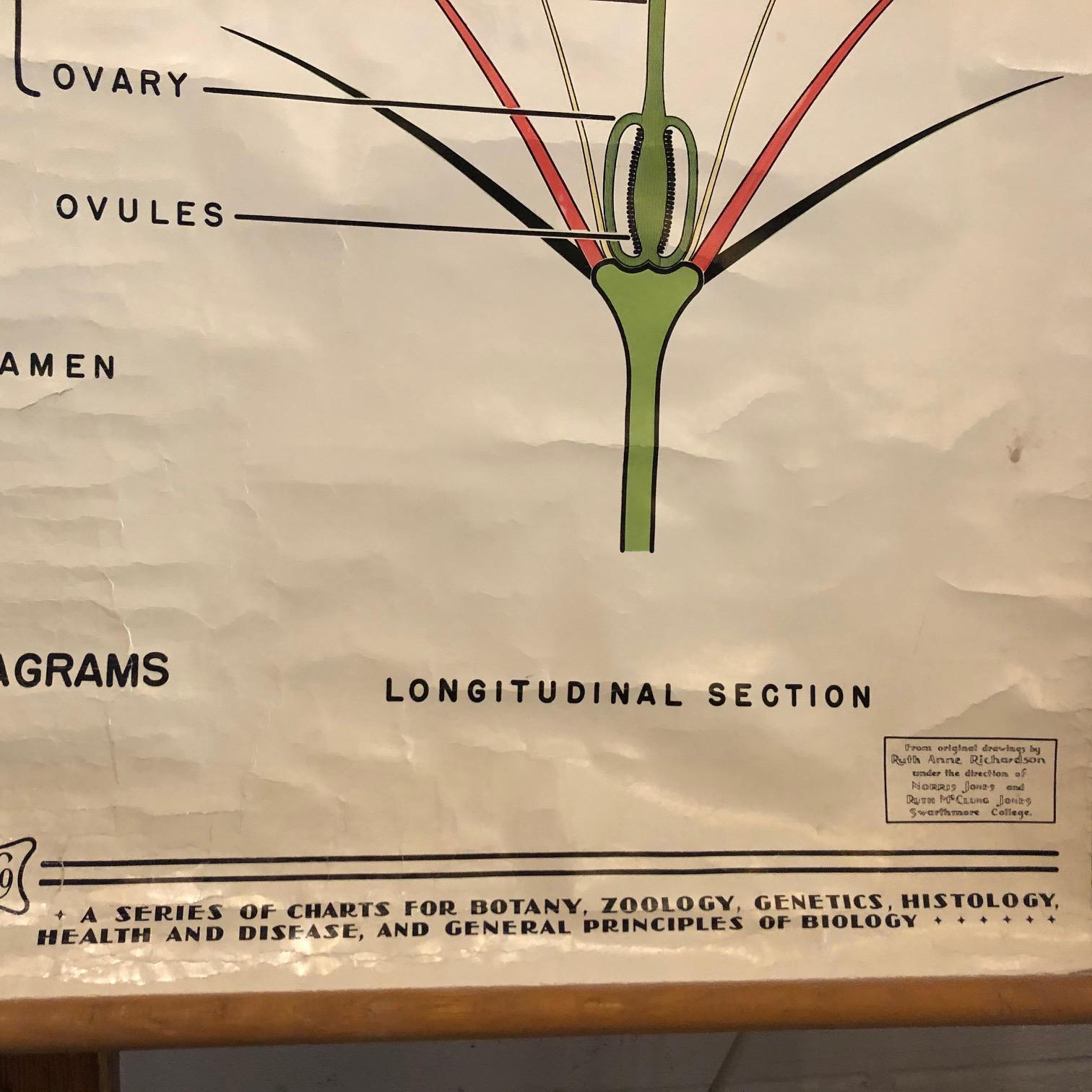 Educational Flower And Seed Botanical Chart by New York Scientific Supply Co. In Good Condition For Sale In Brooklyn, NY